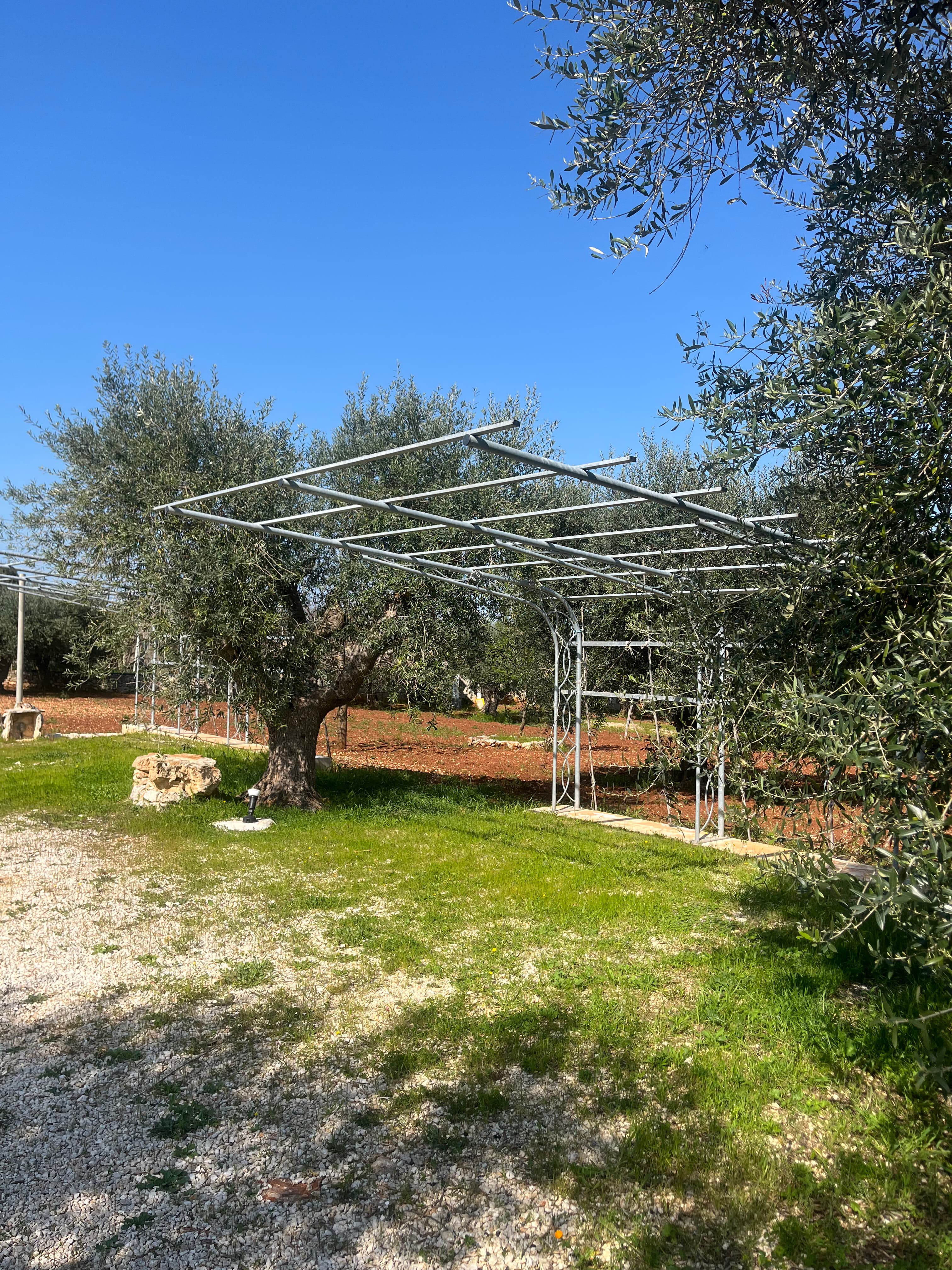 Foto — pergola esterna nel giardino di ulivi